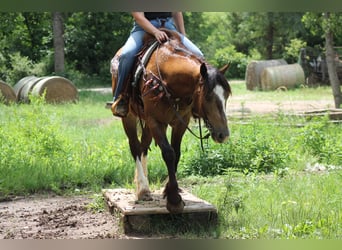 Tinker Mix, Wallach, 4 Jahre, 150 cm, Buckskin