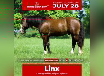 Tinker Mix, Wallach, 4 Jahre, 150 cm, Buckskin