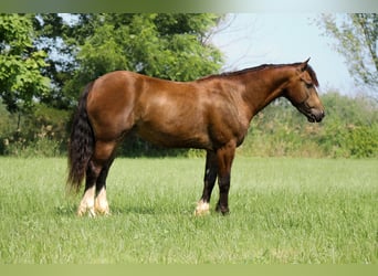 Tinker Mix, Wallach, 4 Jahre, 150 cm, Buckskin