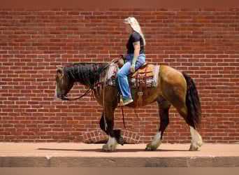 Tinker Mix, Wallach, 4 Jahre, 150 cm, Buckskin