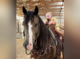 Tinker Mix, Wallach, 4 Jahre, 150 cm, Buckskin