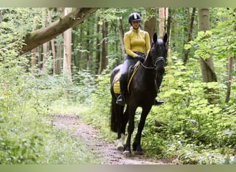 Tinker, Wallach, 4 Jahre, 150 cm, Rappe