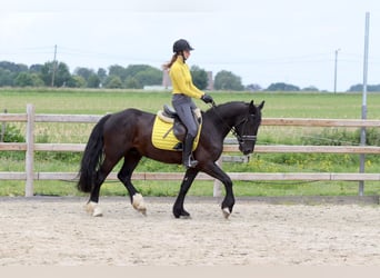 Tinker, Wallach, 4 Jahre, 150 cm, Rappe
