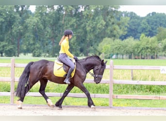 Tinker, Wallach, 4 Jahre, 150 cm, Rappe