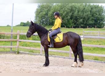 Tinker, Wallach, 4 Jahre, 150 cm, Rappe