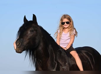 Tinker, Wallach, 4 Jahre, 150 cm, Rappe