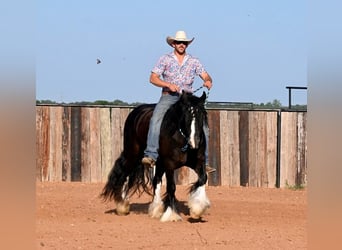 Tinker, Wallach, 4 Jahre, 150 cm, Rappe