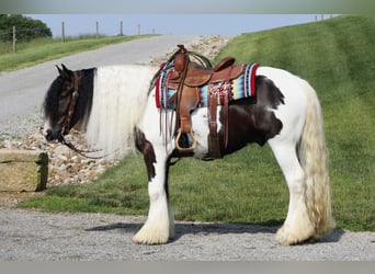 Tinker, Wallach, 4 Jahre, 150 cm, Tobiano-alle-Farben