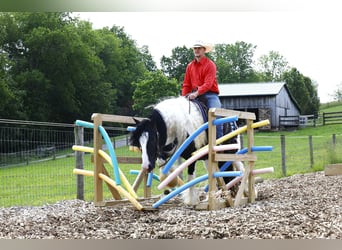 Tinker, Wallach, 4 Jahre, 150 cm, Tobiano-alle-Farben