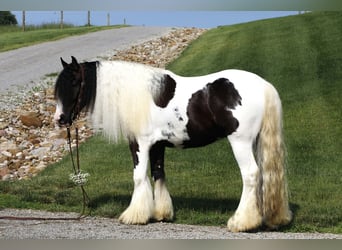 Tinker, Wallach, 4 Jahre, 150 cm, Tobiano-alle-Farben