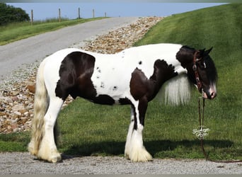 Tinker, Wallach, 4 Jahre, 150 cm, Tobiano-alle-Farben