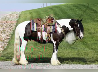 Tinker, Wallach, 4 Jahre, 150 cm, Tobiano-alle-Farben