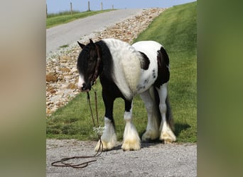 Tinker, Wallach, 4 Jahre, 150 cm, Tobiano-alle-Farben