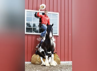 Tinker, Wallach, 4 Jahre, 150 cm, Tobiano-alle-Farben