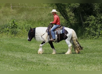 Tinker, Wallach, 4 Jahre, 150 cm, Tobiano-alle-Farben