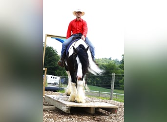 Tinker, Wallach, 4 Jahre, 150 cm, Tobiano-alle-Farben