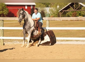 Tinker Mix, Wallach, 4 Jahre, 150 cm, Tobiano-alle-Farben