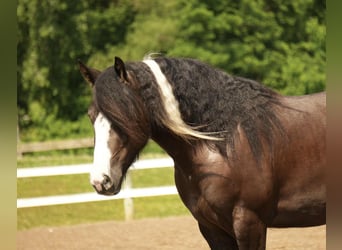Tinker Mix, Wallach, 4 Jahre, 150 cm