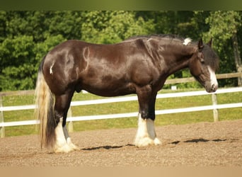 Tinker Mix, Wallach, 4 Jahre, 150 cm