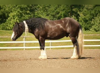 Tinker Mix, Wallach, 4 Jahre, 150 cm