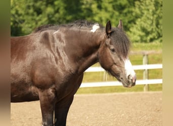 Tinker Mix, Wallach, 4 Jahre, 150 cm