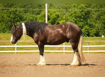Tinker Mix, Wallach, 4 Jahre, 150 cm