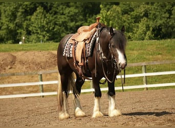 Tinker Mix, Wallach, 4 Jahre, 150 cm