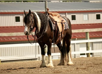 Tinker Mix, Wallach, 4 Jahre, 150 cm