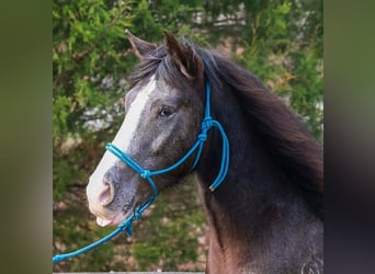 Tinker Mix, Wallach, 4 Jahre, 150 cm