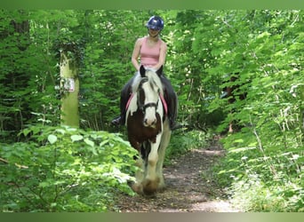 Tinker, Wallach, 4 Jahre, 151 cm, Schecke