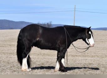 Tinker, Wallach, 4 Jahre, 152 cm, Rappe