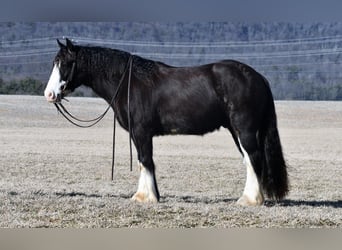 Tinker, Wallach, 4 Jahre, 152 cm, Rappe