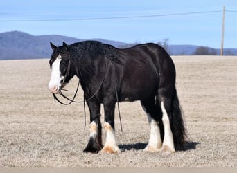 Tinker, Wallach, 4 Jahre, 152 cm, Rappe