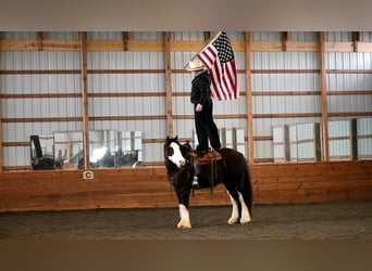 Tinker, Wallach, 4 Jahre, 152 cm, Rappe