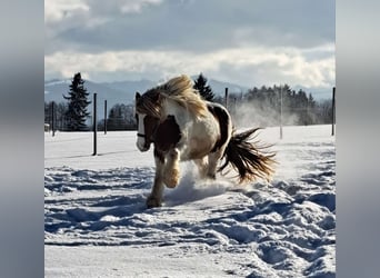 Tinker, Wallach, 4 Jahre, 152 cm, Schecke