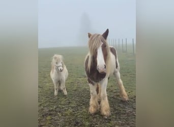 Tinker, Wallach, 4 Jahre, 152 cm, Schecke