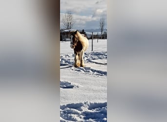 Tinker, Wallach, 4 Jahre, 152 cm, Schecke