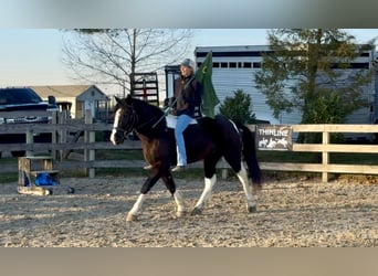 Tinker Mix, Wallach, 4 Jahre, 152 cm, Schecke