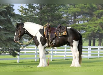 Tinker Mix, Wallach, 4 Jahre, 152 cm, Schecke