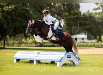 Tinker Mix, Wallach, 4 Jahre, 152 cm, Tobiano-alle-Farben