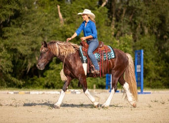 Tinker Mix, Wallach, 4 Jahre, 152 cm, Tobiano-alle-Farben