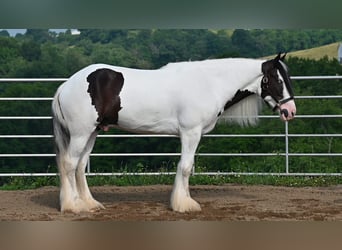 Tinker, Wallach, 4 Jahre, 157 cm, Tobiano-alle-Farben