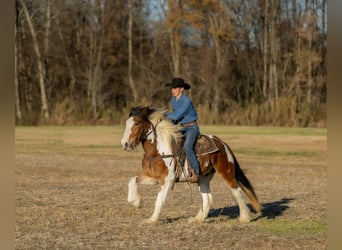 Tinker Mix, Wallach, 4 Jahre, 160 cm, Schecke