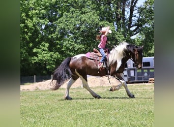 Tinker Mix, Wallach, 4 Jahre, 163 cm, Schecke