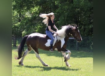 Tinker Mix, Wallach, 4 Jahre, 163 cm, Schecke