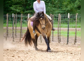 Tinker Mix, Wallach, 4 Jahre, Buckskin