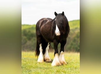 Tinker, Wallach, 4 Jahre, Rappe
