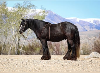 Tinker, Wallach, 4 Jahre, Rappe