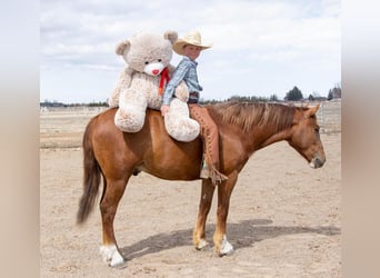 Tinker Mix, Wallach, 4 Jahre, Roan-Red