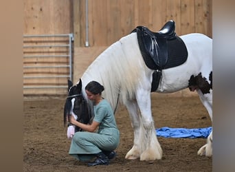 Tinker, Wallach, 4 Jahre, Schecke